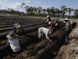 Kementan Asistensi Teknologi di Lahan Food Estate Gunungmas Kalteng