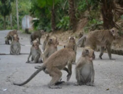 Bayi Diserang Monyet hingga Kondisinya Kritis