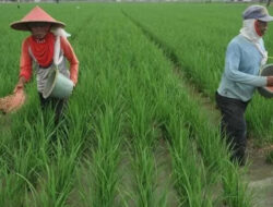 Ketersediaan Pupuk Untuk Masa Tanam I Cukup, Tambahan Rp14 Triliun Akan Dialokasikan Untuk Masa Tanam Berikutnya
