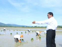 Awal Hujan, Mentan Dorong Petani Sultra Percepat Masa Tanam dan Tidak Khawatir Pupuk