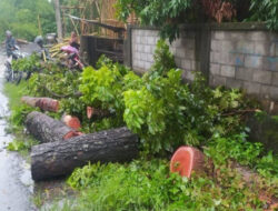 Tabrak Pohon Tumbang, Pengendara Motor di Sleman Tewas