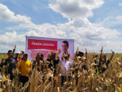 Panen Jagung di Lokasi Food Estate Gunung Mas Memuaskan
