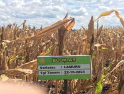 Mentan: Saat ini Food Estate Panen Jagung, Panen Singkong Menyusul