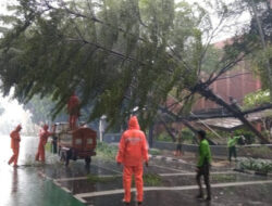 Angkot JakLingko Tertimpa Pohon Tumbang di Cakung