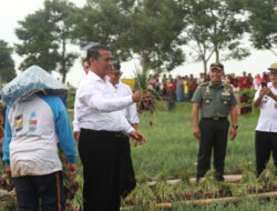 Panen Bawang Merah di Kabupaten Brebes, Mentan: Saya Senang Performa Produksinya Semakin Baik