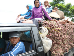 Jawab Komen Pengamat, Petani Bawang Brebes Dukung Kebijakan Pupuk Subsidi