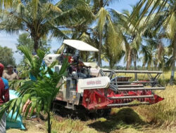 Panen Padi Di Sumsel Optimal, Optimis Puncak Panen Mencukupi Pasar