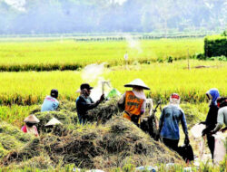 Petani Banten Masuk Panen Raya Padi