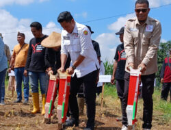 Kementan Bersama Gempita Genjot Penanaman Jagung di Subang, Jabar