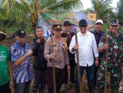 Pacu Produksi Beras, Kementan Tanam Padi Gogo Integrasi Kelapa di Sukabumi