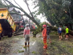 Pohon Tumbang di Jalan Raya Puncak-Gadog akibat Hujan Deras dan Angin Kencang