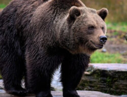 2 Orang Langsung Dilarikan ke RS Akibat Diserang Beruang
