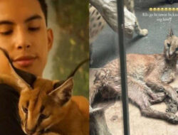 Kucing Hutan Peliharaan Okin Mati, Netizen Geram