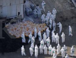 Flu Burung Ditemukan di China Barat, Peternak Unggas Waspada