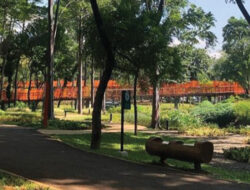 Pengunjung Tebet Eco Park Tertimpa Pohon Hendak Selamatkan Anak, Begini Kondisinya