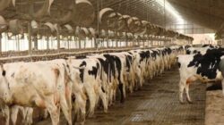 Jalankan Program Susu Gratis Prabowo-Gibran, Pemerintah Bakal Permudah Impor Susu