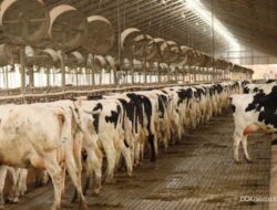 Jalankan Program Susu Gratis Prabowo-Gibran, Pemerintah Bakal Permudah Impor Susu