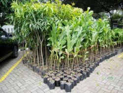 Tekan Emisi dan Dampak Pemanasan Global, Peruri Salurkan 335 Bibit Pohon