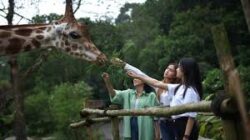 Larangan Penggunaan Plastik untuk Pakan Satwa di Taman Safari Bogor: Upaya Meningkatkan Kesejahteraan Hewan