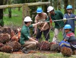 Astra Agro Lestari Tbk (AALI) Optimistis Pertahankan Kinerja Produksi di Tahun 2024