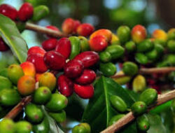 Jokowi Mendorong Peningkatan Produksi Kopi Indonesia hingga Empat Kali Lipat