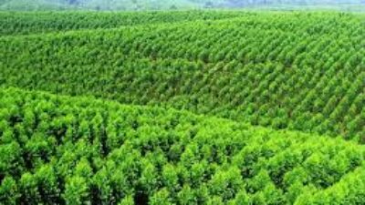 KLHK Siapkan Standar Baru untuk Penghitungan Pengurangan Emisi dari Hutan Tanaman Industri