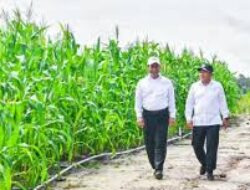 Kementerian Pertanian Optimalkan Lahan Food Estate Padi di Merauke untuk Ketahanan Pangan Nasional