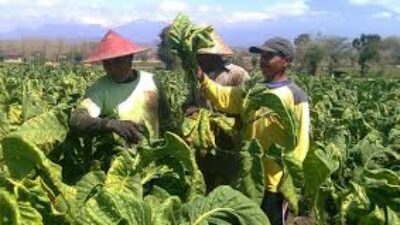 Petani Tembakau Tolak Aturan Kemasan Polos, Minta Pemerintah Tinjau Ulang RPMK