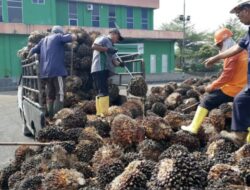 Industri Sawit Indonesia Hadapi Tantangan Besar Menyambut Kebijakan B40 hingga B60