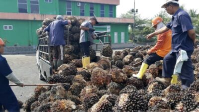Industri Sawit Indonesia Hadapi Tantangan Besar Menyambut Kebijakan B40 hingga B60