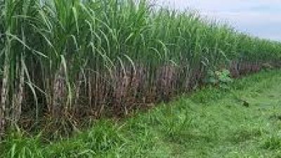 Kekhawatiran Lingkungan atas Eksekusi Program Perkebunan Tebu di Merauke