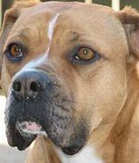 Featured image for san bernardino dog bite attorney