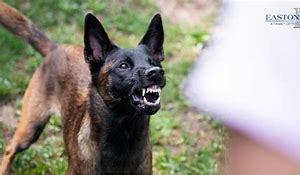 Content image for san bernardino dog bite attorney