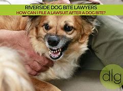 Featured image for riverside dog bite attorney