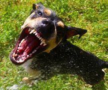 Featured image for fresno dog bite attorney