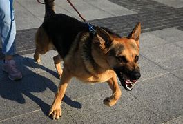 Content image for fresno dog bite attorney
