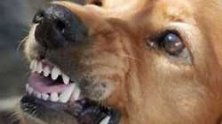 Featured image for san bernardino dog bite attorneys