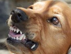 san bernardino dog bite attorneys
