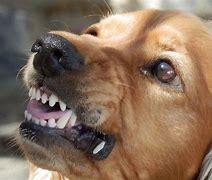 Featured image for san bernardino dog bite attorneys