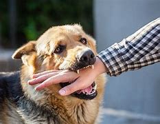 Content image for orange county dog bite attorneys