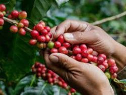 Optimisme Ekspor Kopi Indonesia Terus Meningkat di 2024