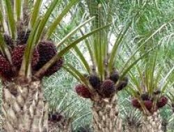 Kemenperin: Pertumbuhan Produk Hilir Kelapa Sawit Capai 200 Jenis dalam 10 Tahun