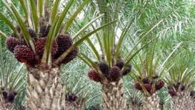 Kemenperin: Pertumbuhan Produk Hilir Kelapa Sawit Capai 200 Jenis dalam 10 Tahun