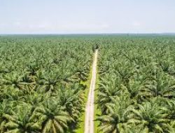 Potensi Besar Perkebunan Kelapa Sawit untuk Kemandirian Pangan dan Energi