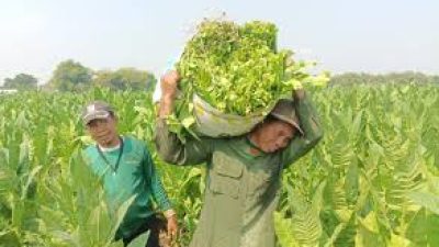 Kelegaan bagi Petani Tembakau: Pemerintah Tidak Naikkan Cukai Hasil Tembakau 2025