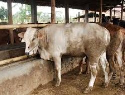 Sido Muncul Targetkan Produksi Suplemen Nutrisi Hewan Ternak Hingga 1 Miliar Liter per Tahun