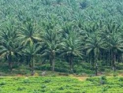 Prabowo Subianto Rencanakan Perluasan Lahan Sawit di Tengah Tuduhan Deforestasi dari Uni Eropa