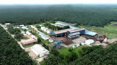 Optimisme PT Cisadane Sawit Raya (CSRA) Menyambut 2025 dengan Prospek Positif Harga CPO