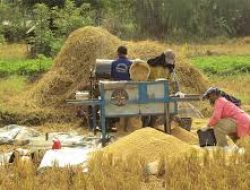 Bulog Targetkan Serapan Beras Petani 1,4 Juta Ton pada Panen Raya 2025