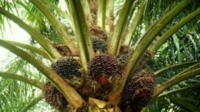 Industri Kelapa Sawit Ditekankan sebagai Pilar Ketahanan Pangan dan Energi oleh Wamentan